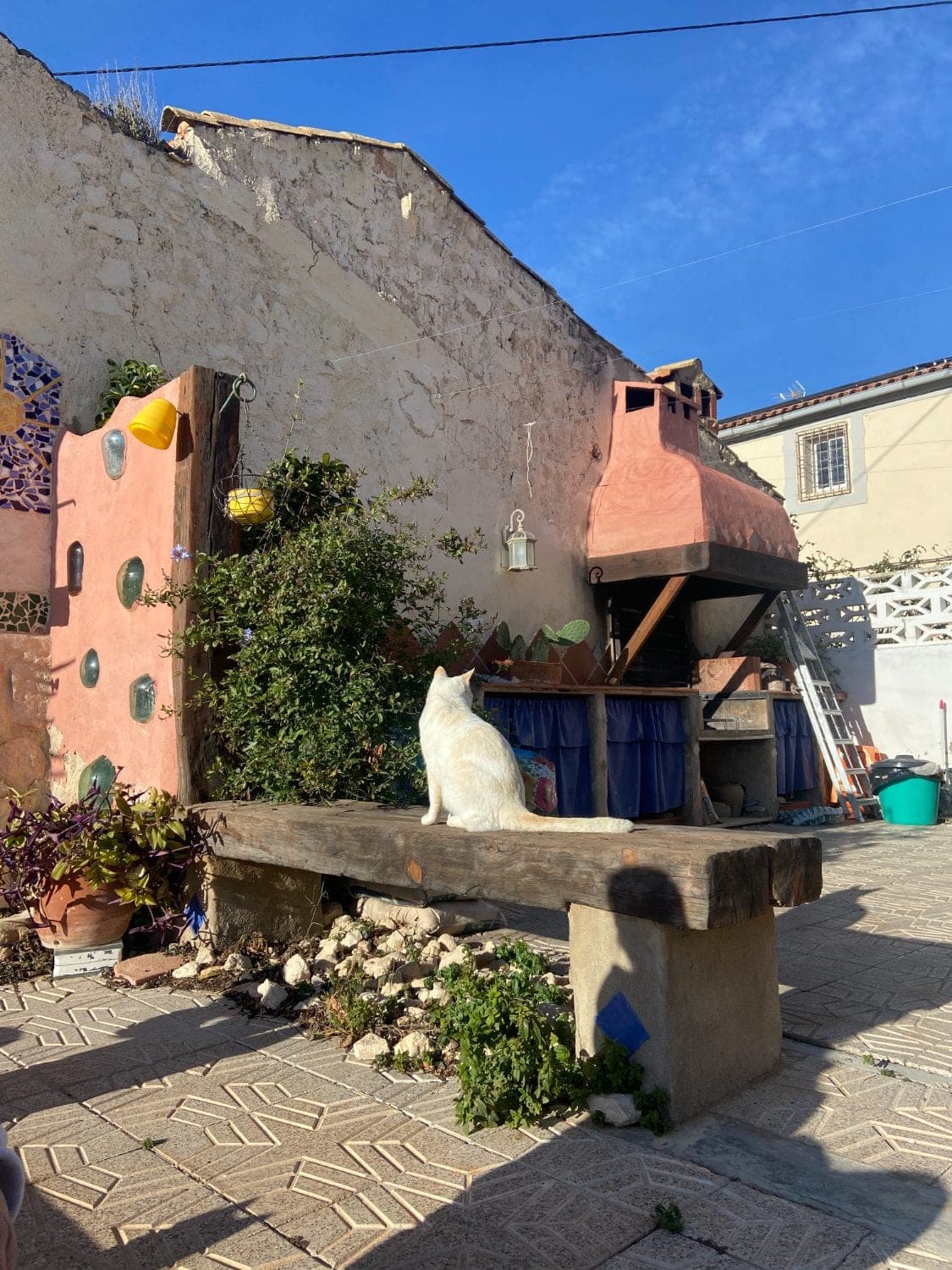 Gato en el patio de Casa Anna, alojamiento rural en Monóvar